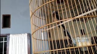 Pentet Raja Gacor  Ciomas