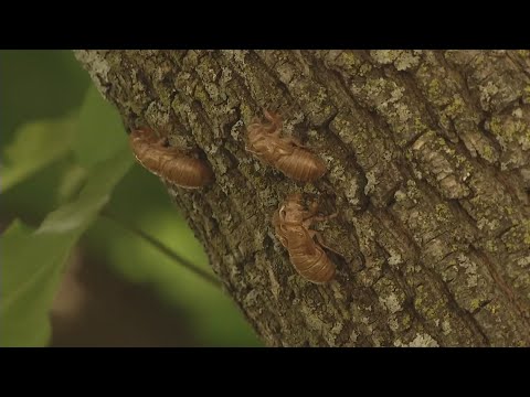 Let's Talk About American 17-Year Cicadas