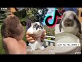 The cutest bunnies on tiktok  bunny compilation