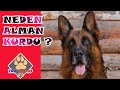 ALMAN KURDU - ALMAN ÇOBAN KÖPEĞİ - NEDEN ALMAN ÇOBAN KÖPEĞİ