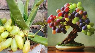 How to grow grapes tree in aloe vera | grow grapes in unique way