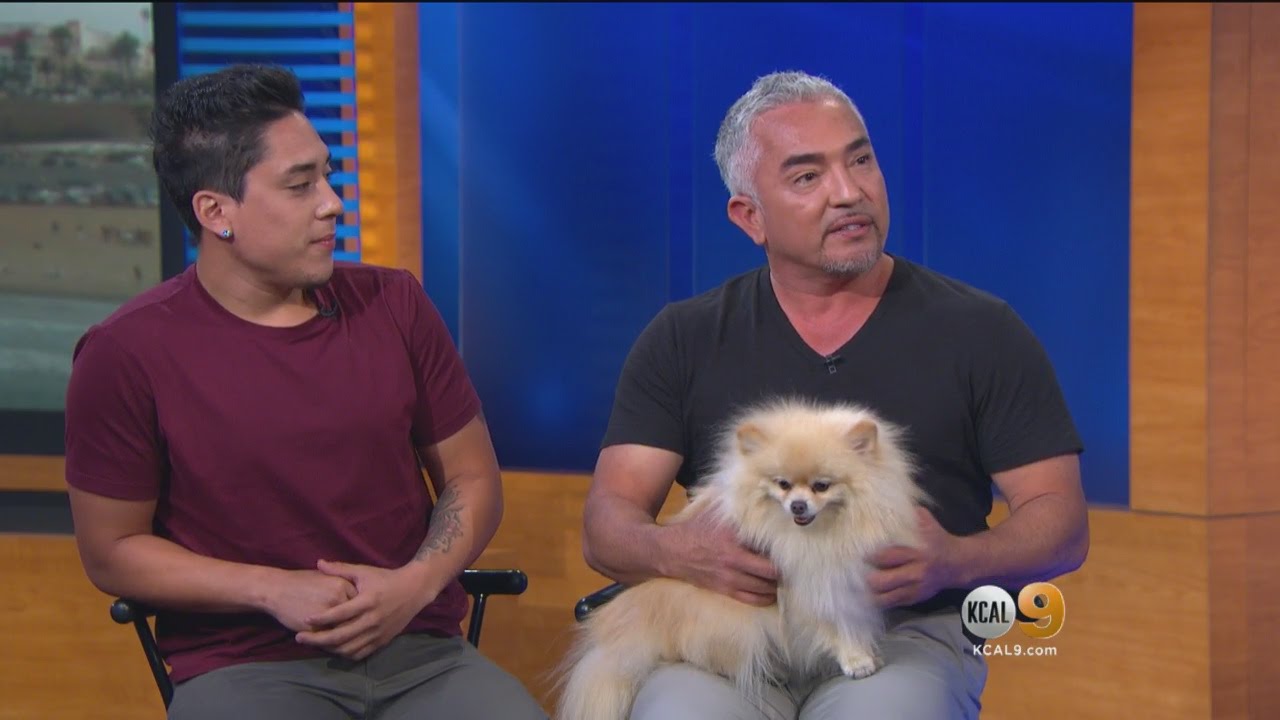 Cesar Millan, Son Make Final 'Dog Nation' Stop In LA YouTube