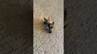 Two bees doin it (with commentary)