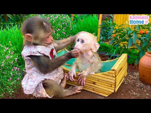 Baby monkey Obi bath in the bathtub and playing with BiBi | Animals Home Monkey