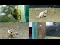 Гаммарус разведение (живой корм для рыб)/Gommarus breeding (live food for fish)