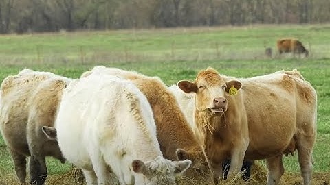 Top 10 Implements for a Livestock Operation | John Deere Tips Notebook