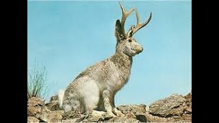The Jackalope Rabbit - Is It Real Or Fantasy ?