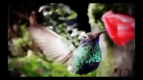 Thumbnail of Sublime Gracia - Amazing Grace Español