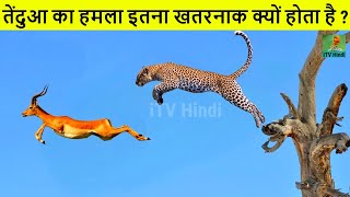 तेंदुआ का हमला इतना खतरनाक क्यों होता है? Snow Leopard, Tendua, Africa Wildlife in Hindi Documentary