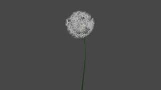 Depth of field and dandelions (Blender 2.83)