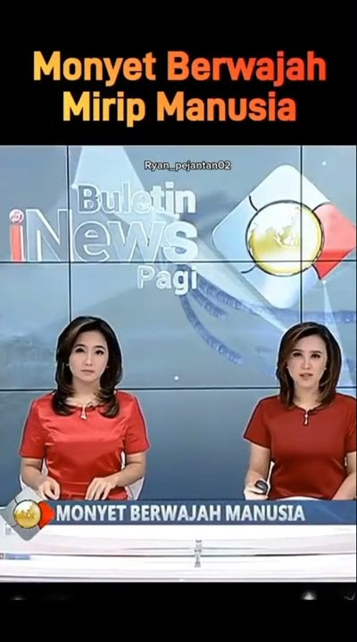 monyet berwajah manusia 🤭 #shorts