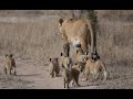Lioness Leads Her Cubs Back to Kill | On the Beat in the Manyeleti #83