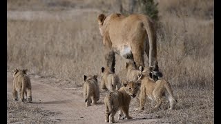 Lioness Leads Her Cubs Back to Kill | The Virtual Safari #83