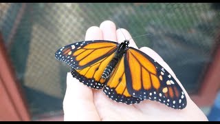 Monarch Butterfly Exhibit - The Tour