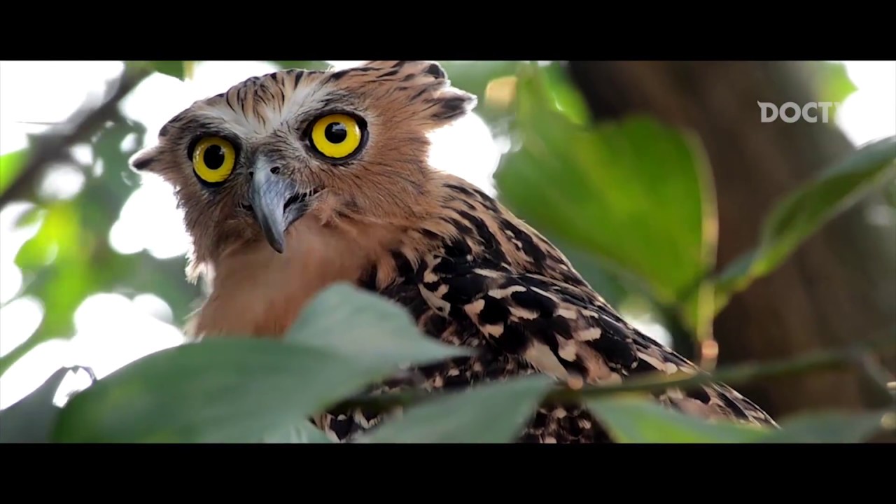 Burung Hantu Buffy Fish Owl 