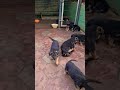 ОСТРЫЕ ЗУБКИ🐕🦺🐕🦺🐕🦺 Щенки Немецкой овчарки. Одесса.