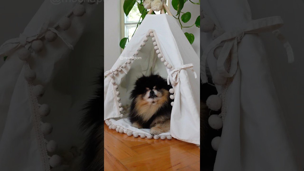 Dog takes revenge on owner throwing out toy 😤 