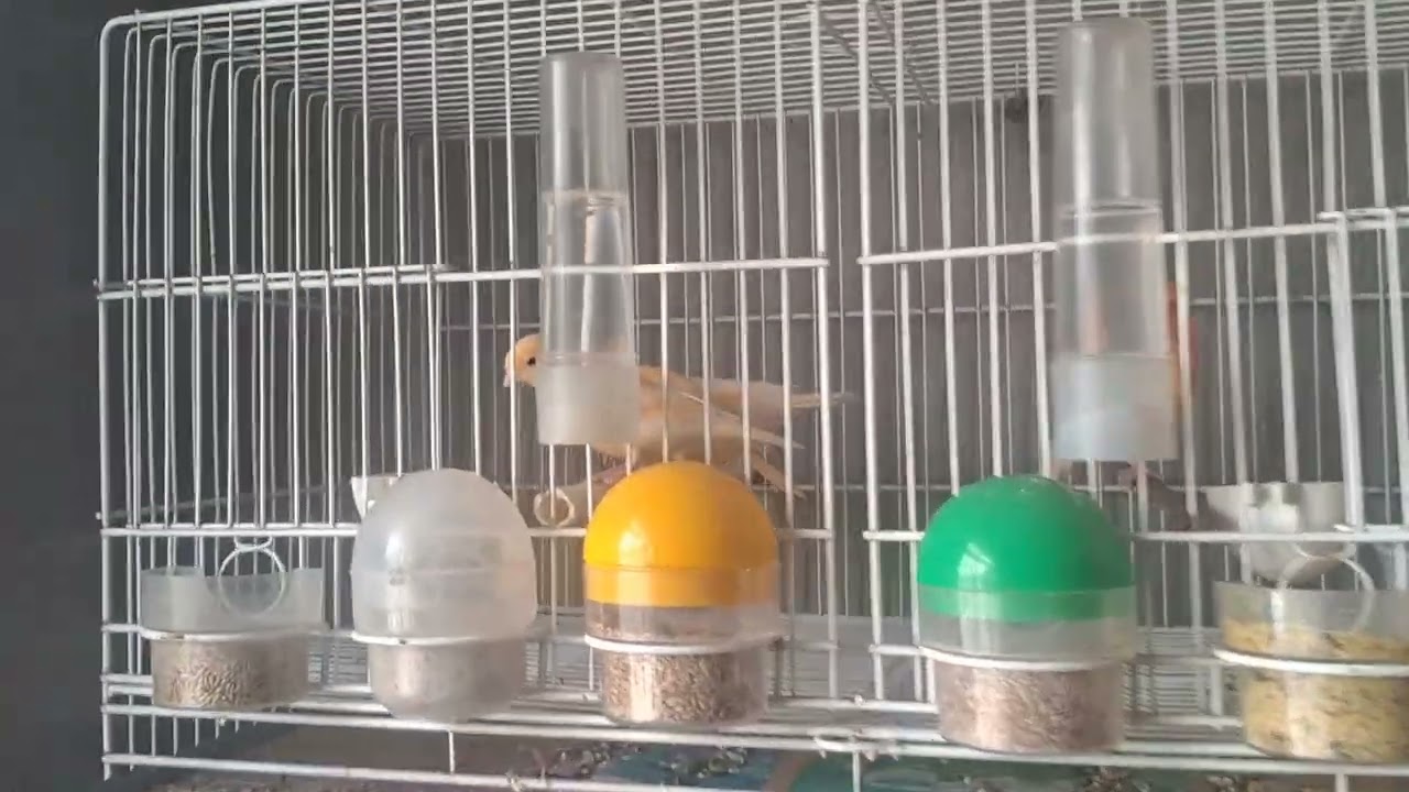 SEPAREI O FILHOTE BRANCO