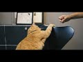 【LIFE/cat】 セブンチェア大好きなネコ  a cat that loves sevenchair.