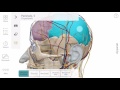 Aggiunta e rimozione di anatomia  visible body