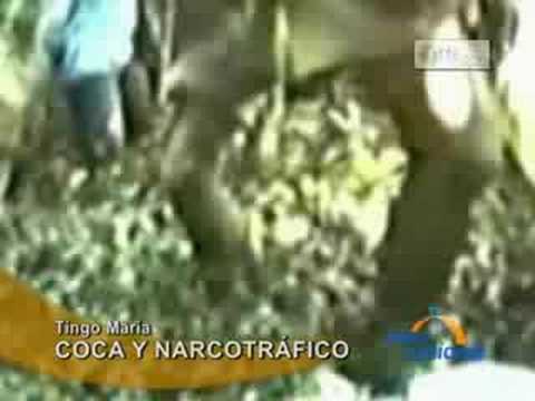 En Aucayacu, el 99.8% de la coca que se produce se...