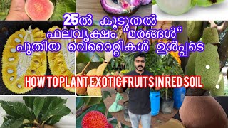 25 exotic and normal varieties of fruits plants  planting.        #kerala #kochi #trending #viral by Abiya Garden 9,368 views 5 months ago 20 minutes