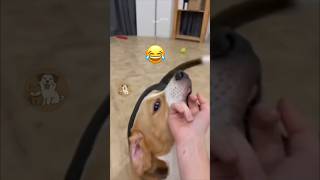 When Dogs Have Zero Tolerance: Funny Reactions to the Middle Finger #MyPetsie