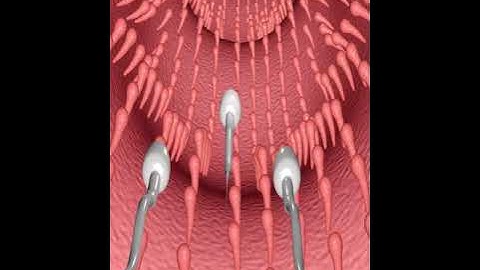 Fertilization Processes (3D Animation)