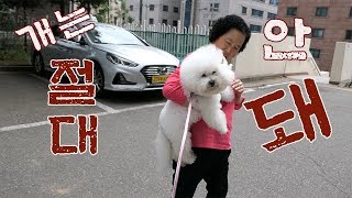 (ENG SUB)What happens when you go to your grandparents' house that you don't like dogs?