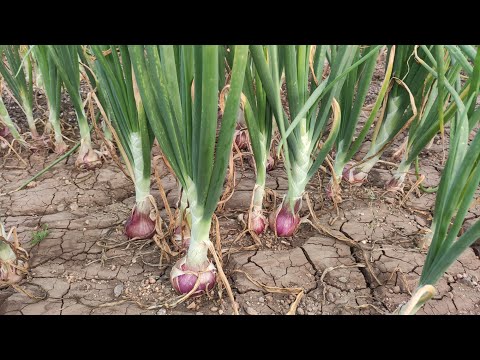 पावसाळी कांदा लागवड कशी करावी ? माहिती व मार्गदर्शन | kanda lagwad | onion cultivation maharashtra