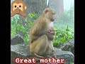 Great mother monkey  monkey mother motherslove swapnikaks