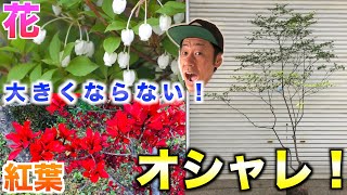 【新時代】植木屋オススメ庭木ドウダンツツジ