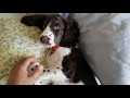 English Springer Spaniel Puppy #1 の動画、YouTube動画。