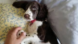 English Springer Spaniel Puppy #1