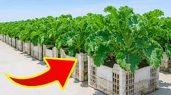 Grow Kale Easily in Recycled Plastic Pots | Big Harvest