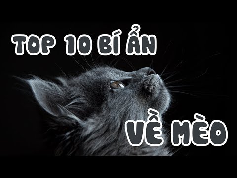 Video: 10 Sự Kiện Tuyệt Vời Về Mèo
