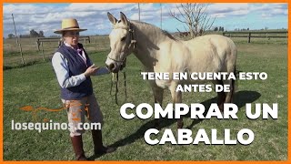 🐴 QUE TENER EN CUENTA ANTES DE COMPRAR UN CABALLO ? -  Consejos - WWW.LOSEQUINOS.COM
