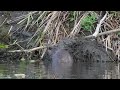 North American Beaver hauls lily pads and mud on its lodge while a Canada Goose rests on it