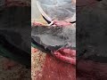 Biggest Fish Cutting