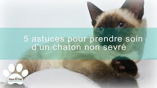 Comment s'occuper d'un chaton non sevré ? | Assur O'Poil