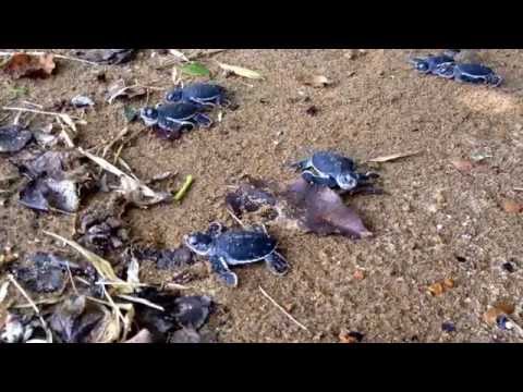 Video: La Tartaruga Verde Mohawk Che Respira Attraverso I Suoi Genitali Si Sta Estinguendo