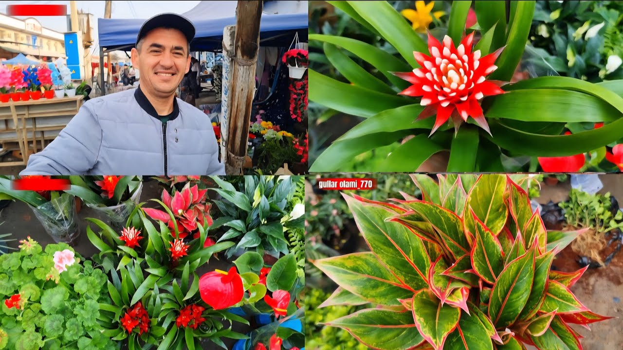 Gul bozor Gullarni sifatiga baxo bering +998941308033  +998943831186