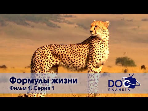 Формулы жизни — Часть 1.Уравнение, которое съел гепард. Серия 1 -Документальный фильм