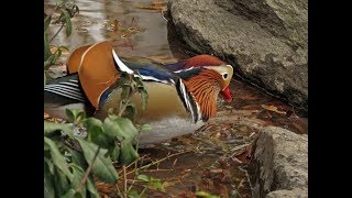 Genus Aix: Mandarin Duck and Wood Duck