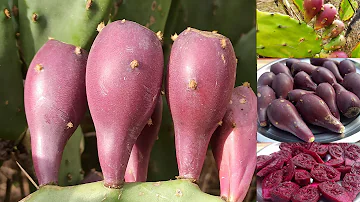Cactus Fruit | नागफनी | How to Pick And Eat Cactus Fruit |Prickly Pears |Chef Ashok