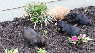 Golden Mountain Doodle Puppies For Sale