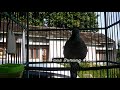 Panggilan Perkutut Lokal Suara Merdu Di Pagi Hari Bikin Suasana Tambah Damai Mp3 - Mp4 Download