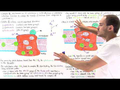 Vidéo: Différence Entre Les Ubiquinones Et Les Cytochromes