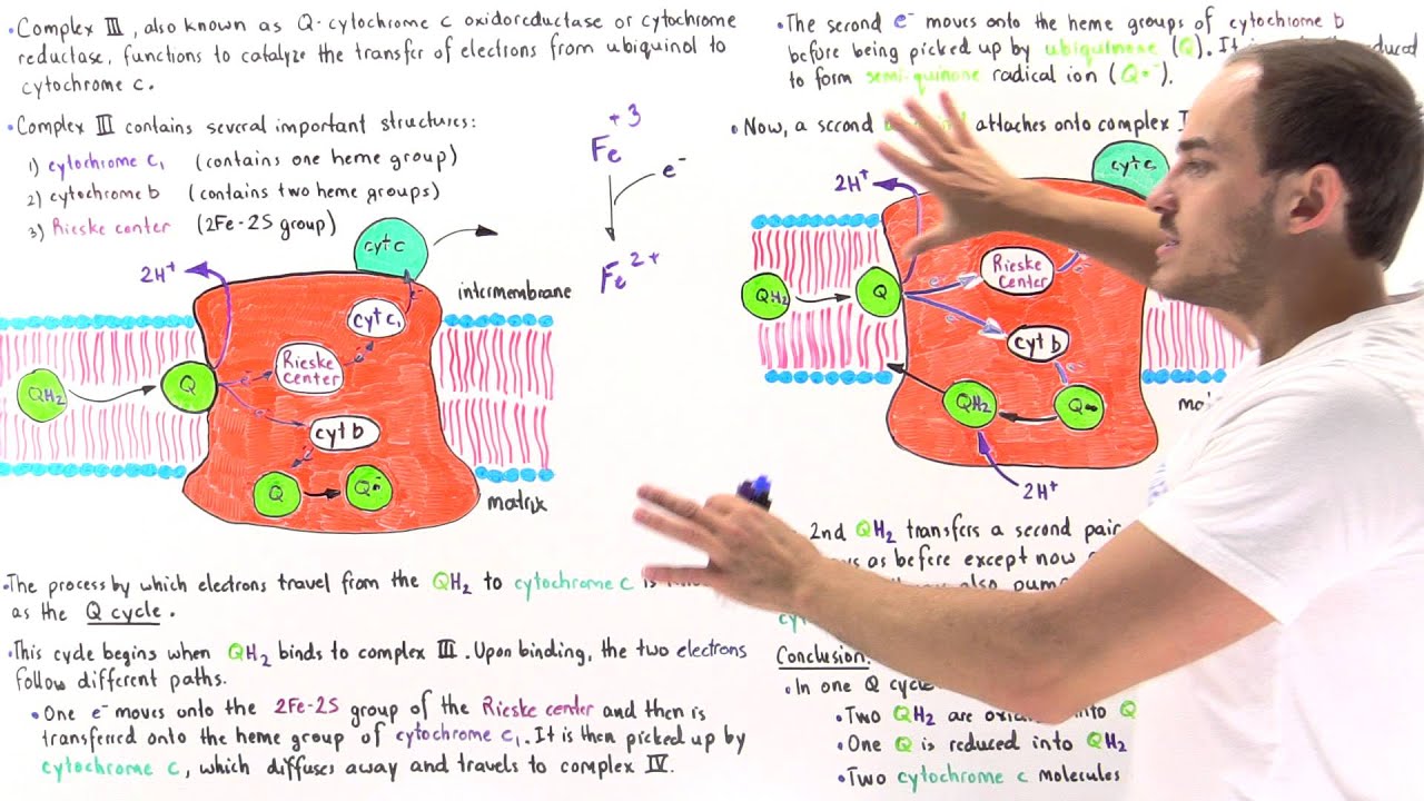 Q-Cycle and Complex III of Electron Transport Chain - YouTube