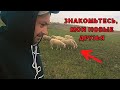 ЖИЗНЬ НА ХУТОРЕ | СЕВЕРНЫЙ КАВКАЗ | Дела житейские #жизньнахуторе #северныйкавказ #жизньвдеревне